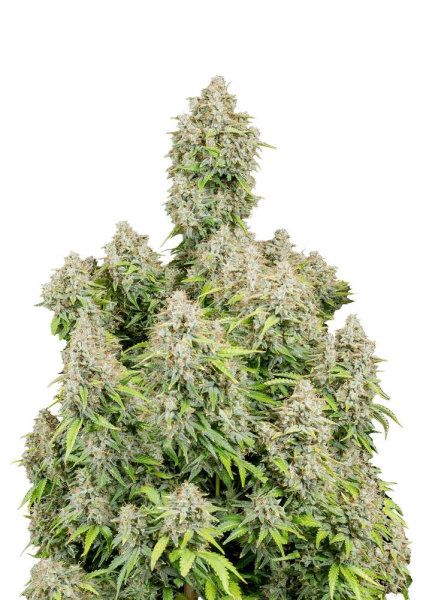 Original Cinderella Auto - FASTBUDS | TanieSianie.pl