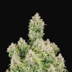 Original Cinderella Auto - FASTBUDS | TanieSianie.pl