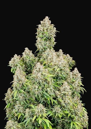 Original Cinderella Auto - FASTBUDS | TanieSianie.pl