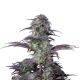 Original Blueberry Auto - FASTBUDS | TanieSianie.pl