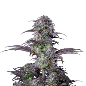 Original Blueberry Auto - FASTBUDS | TanieSianie.pl