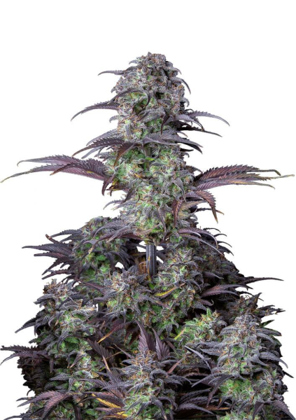 Original Blueberry Auto - FASTBUDS | TanieSianie.pl