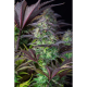 Original Blueberry Auto - FASTBUDS | TanieSianie.pl