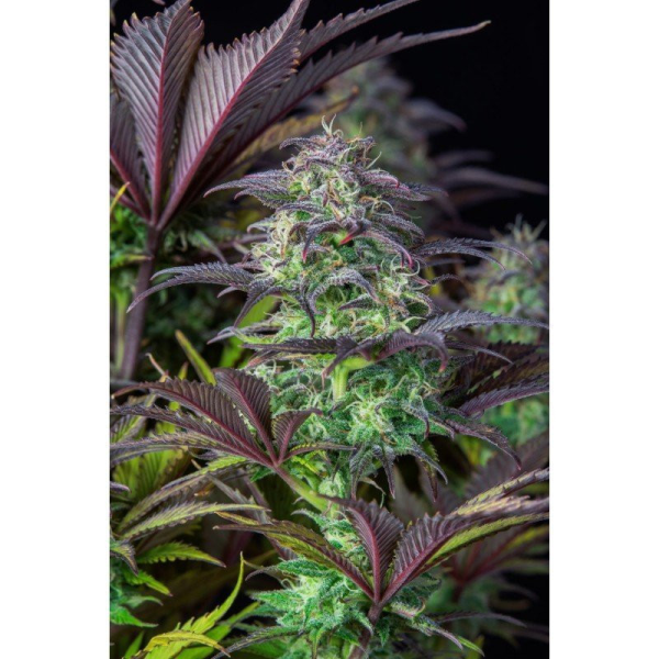 Original Blueberry Auto - FASTBUDS | TanieSianie.pl