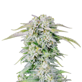 Original Afghan Kush Auto - FASTBUDS | TanieSianie.pl