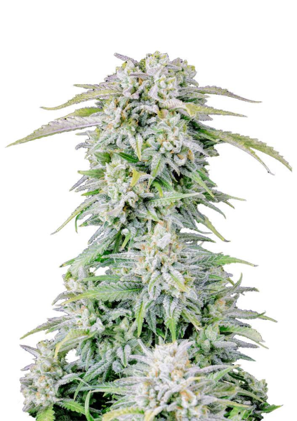 Original Afghan Kush Auto - FASTBUDS | TanieSianie.pl