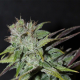 Blueberry Cheesecake - FEMALE SEEDS | TanieSianie.pl