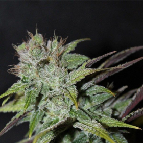 Blueberry Cheesecake - FEMALE SEEDS | TanieSianie.pl