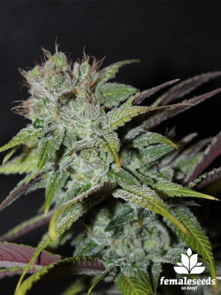 Blueberry Cheesecake - FEMALE SEEDS | TanieSianie.pl