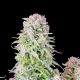 Original Afghan Kush Auto - FASTBUDS | TanieSianie.pl