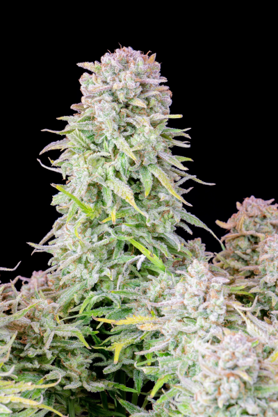 Original Afghan Kush Auto - FASTBUDS | TanieSianie.pl