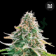 Auto Gelato Samba - BULK SEED BANK | TanieSianie.pl