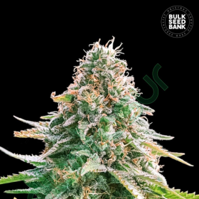 Auto Gelato Samba - BULK SEED BANK | TanieSianie.pl