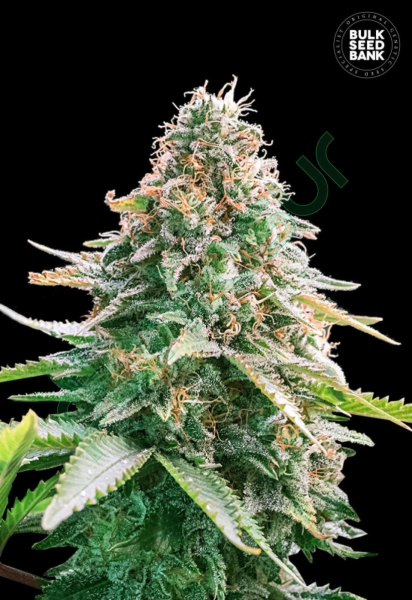 Auto Gelato Samba - BULK SEED BANK | TanieSianie.pl