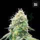 Gelato Samba - BULK SEED BANK | TanieSianie.pl