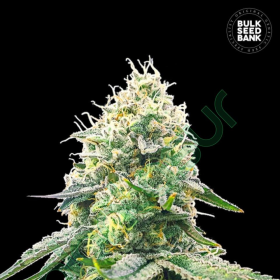 Gelato Samba - BULK SEED BANK | TanieSianie.pl