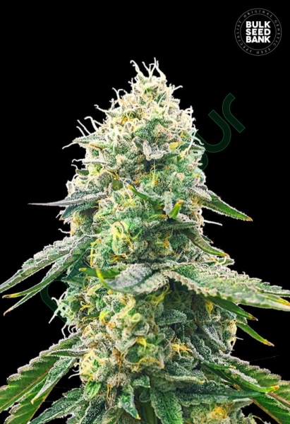 Gelato Samba - BULK SEED BANK | TanieSianie.pl