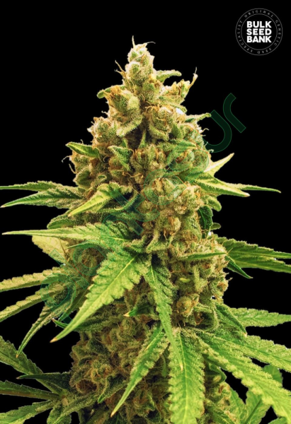 Winning Cake - BULK SEED BANK | TanieSianie.pl