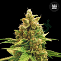 Winning Cake - BULK SEED BANK