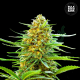 Auto Banana Monkey - BULK SEED BANK | TanieSianie.pl