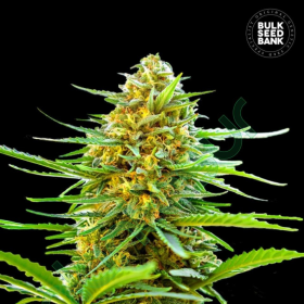 Auto Banana Monkey - BULK SEED BANK | TanieSianie.pl