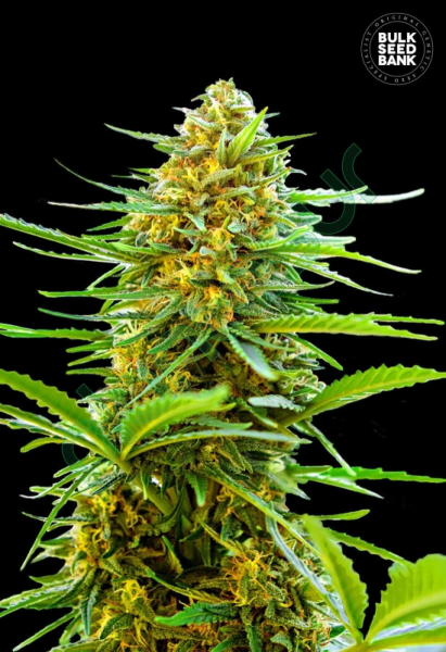 Auto Banana Monkey - BULK SEED BANK | TanieSianie.pl