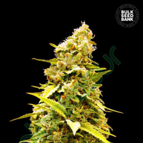 Banana Monkey - BULK SEED BANK | TanieSianie.pl