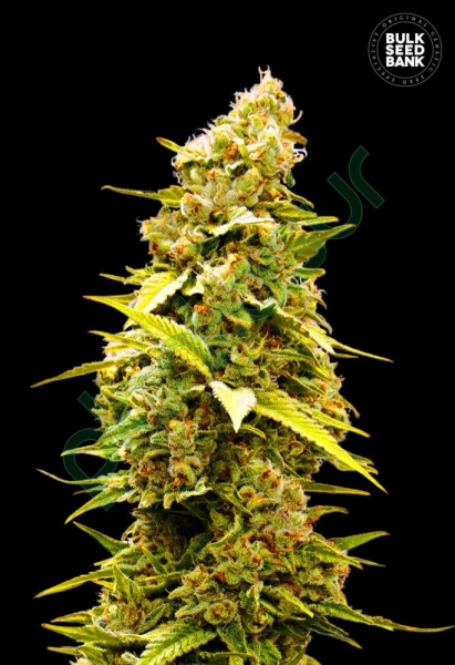 Banana Monkey - BULK SEED BANK | TanieSianie.pl