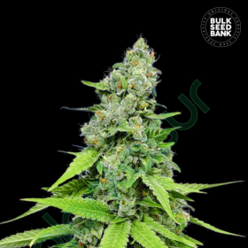 Auto Grande Crack - BULK SEED BANK | TanieSianie.pl