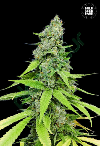 Auto Grande Crack - BULK SEED BANK | TanieSianie.pl