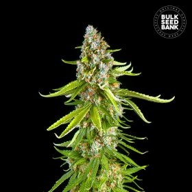 Grande Crack - BULK SEED BANK | TanieSianie.pl