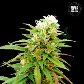 Auto Zkittly Zi Zi - BULK SEED BANK | TanieSianie.pl