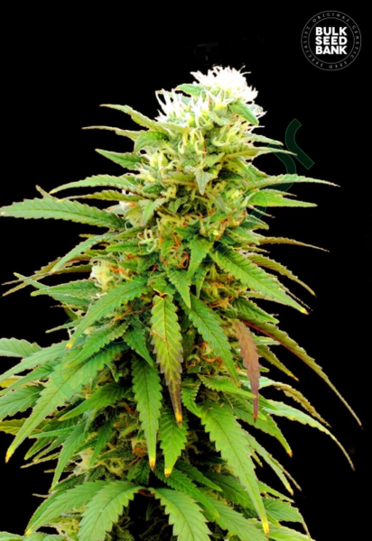 Auto Zkittly Zi Zi - BULK SEED BANK | TanieSianie.pl