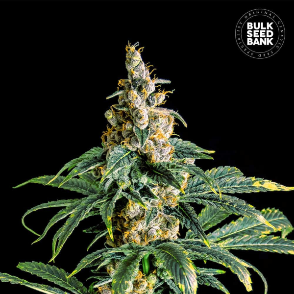 Zkittly Zi Zi - BULK SEED BANK | TanieSianie.pl