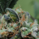 Blueberry Cheesecake - FEMALE SEEDS | TanieSianie.pl