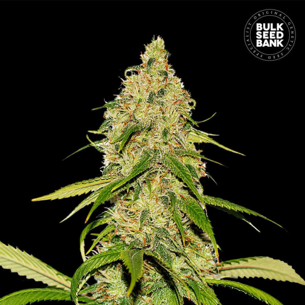 Auto CBD White Widow - BULK SEED BANK | TanieSianie.pl