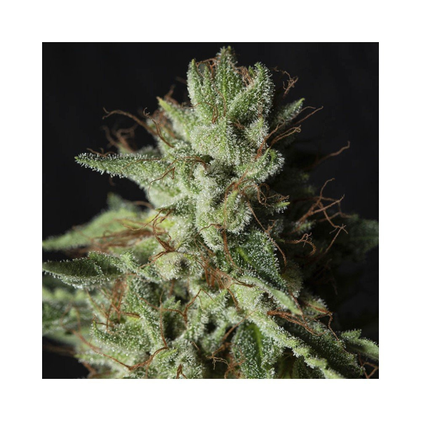Gorilla Candy - EVA SEEDS | TanieSianie.pl