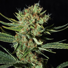 Only CBD - EVA SEEDS | TanieSianie.pl
