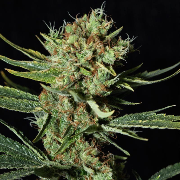 Only CBD - EVA SEEDS | TanieSianie.pl