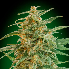 Auto Gorilla - 00 SEEDS BANK | TanieSianie.pl