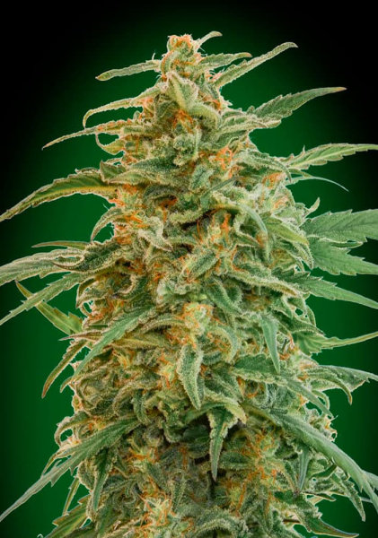 Auto Gorilla - 00 SEEDS BANK | TanieSianie.pl