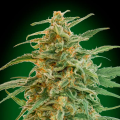 Auto Gorilla - 00 SEEDS BANK
