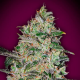Bubble Gum Fast - 00 SEEDS BANK | TanieSianie.pl