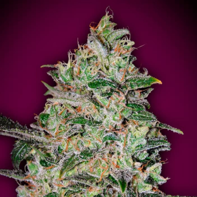 Bubble Gum Fast - 00 SEEDS BANK | TanieSianie.pl