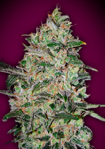 Bubble Gum Fast - 00 SEEDS BANK | TanieSianie.pl