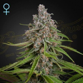 Deep Candy - GREEN HOUSE SEEDS | TanieSianie.pl