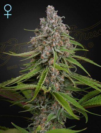 Deep Candy - GREEN HOUSE SEEDS | TanieSianie.pl