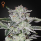 Sweet Valley Kush - GREEN HOUSE SEEDS | TanieSianie.pl