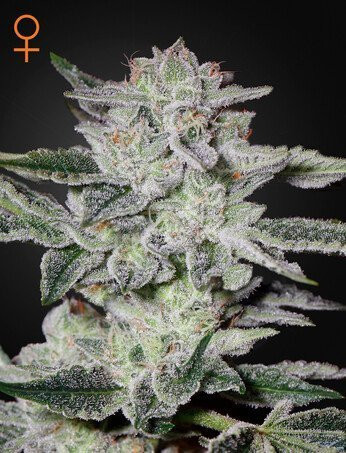Sweet Valley Kush - GREEN HOUSE SEEDS | TanieSianie.pl