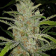 White Grapefruit - FEMALE SEEDS | TanieSianie.pl